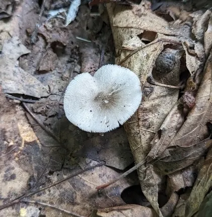 Rosegills (Volvariella sp-IN03)