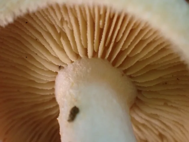 undefined (Tricholomopsis sp-IN01)