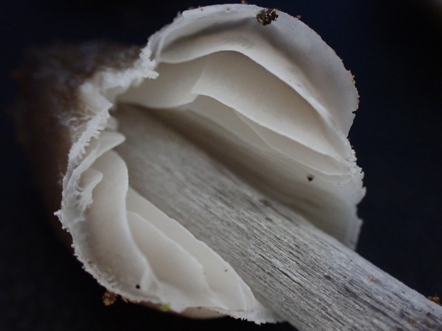 Clustered Bonnet (Mycena inclinata-IN01)