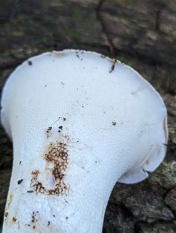 Dryad's Saddle (Cerioporus squamosus)