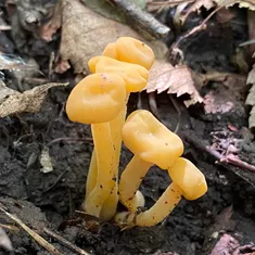 Jelly Babies