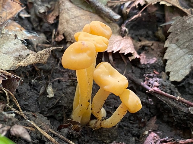 Jelly Babies (Leotia lubrica)