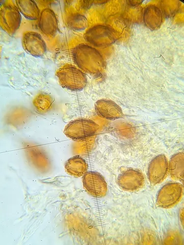undefined (Hymenogaster spp.)