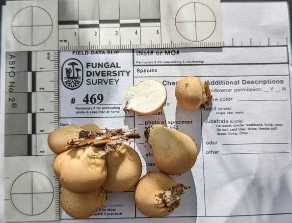 Pear-shaped Puffball (Apioperdon pyriforme)