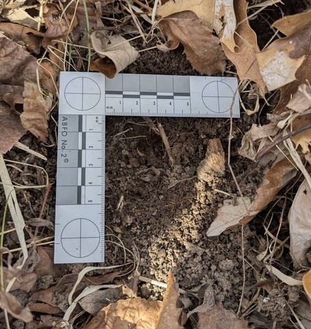 undefined (Elaphomyces sp.)