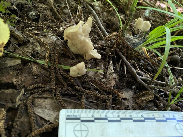White Saddle (Helvella crispa)