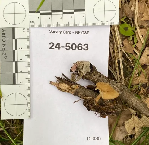 Lilac Oysterling (Panus conchatus)