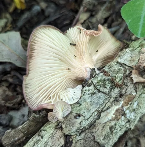 Lilac Oysterling (Panus conchatus)
