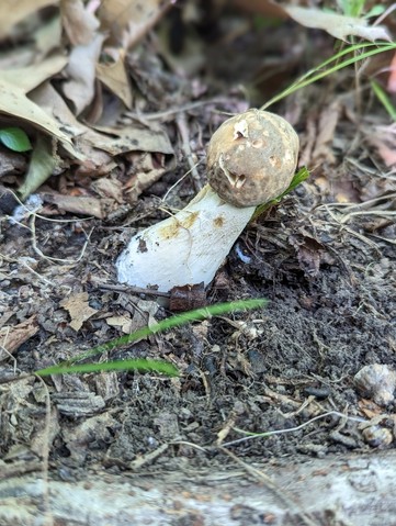 Atkinson's Bolete (Boletus atkinsonii)