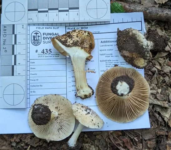 undefined (Inocybe sp-IN49)