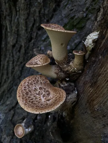 Dryad's Saddle (Cerioporus squamosus)