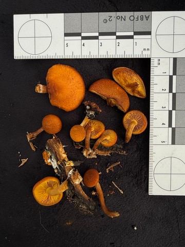 Rustgills And Gyms (Gymnopilus spp.)