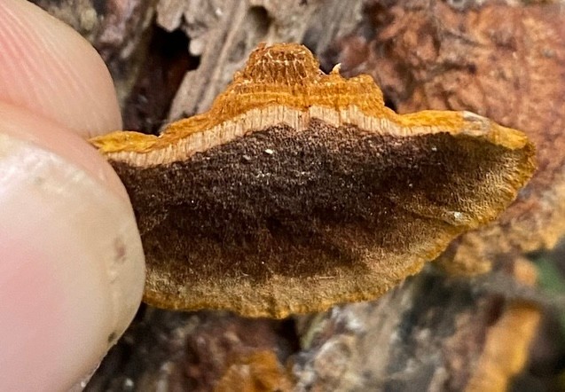 Mustard Yellow Polypore (Fuscoporia gilva)