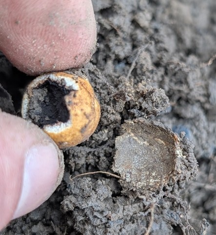 undefined (Elaphomyces sp.)