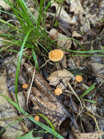 Rusty Pinwheel (Marasmius fulvoferrugineus)