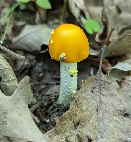 Yellow Patches (Amanita flavoconia)