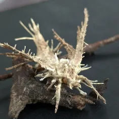 Moth Urchin Fungus