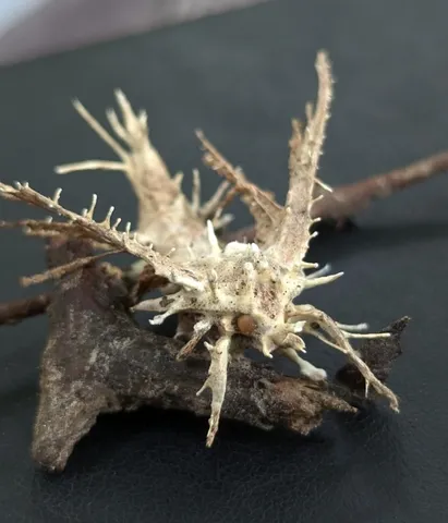 Akanthomyces aculeatus