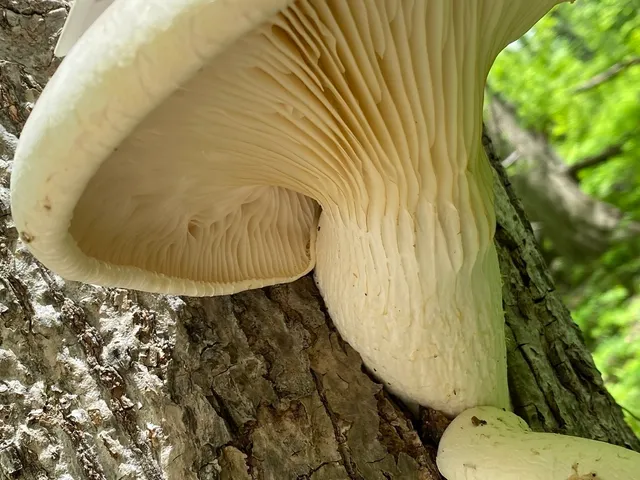 Lynx Paw Oyster (Pleurotus levis)