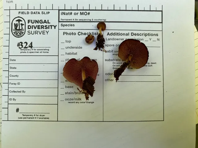 Purple-edged Lute (Callistosporium purpureomarginatum)