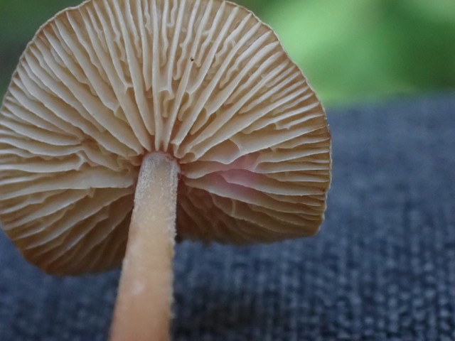 Hairy-Stalked Gymnopus (Gymnopus spongiosus)