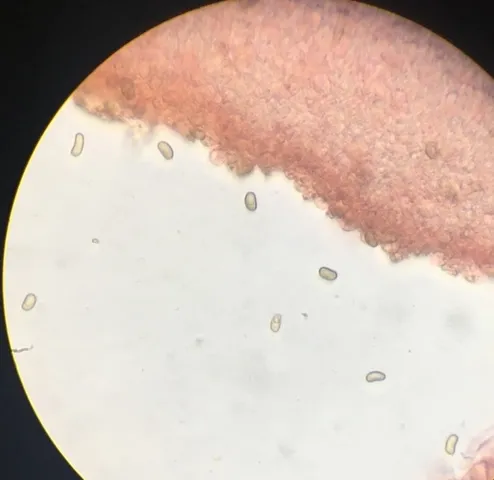 undefined (Psathyrella inflatocystis)