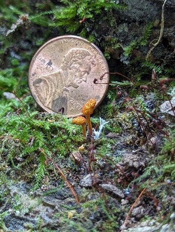 Cheeto Cordyceps (Ophiocordyceps variabilis)