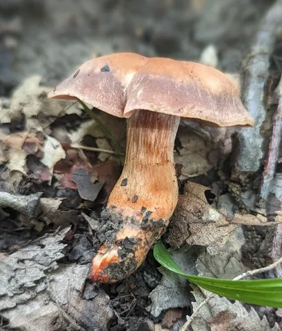 Tiffany's Webcap (Cortinarius tiffanyae)