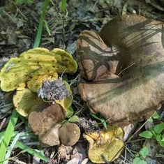 Ash-tree Bolete