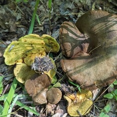 Ash-tree Bolete