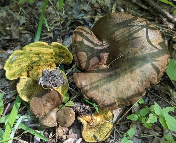 Ash-tree Bolete (Boletinellus merulioides)