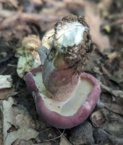 Reddish Brown Bitter Bolete (Tylopilus rubrobrunneus)