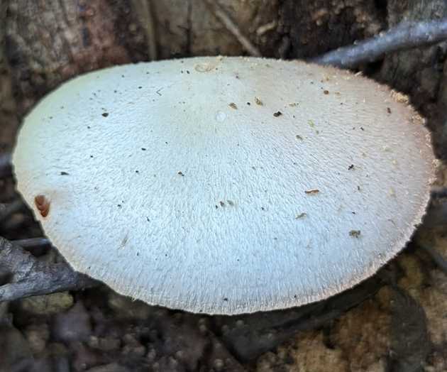 Cap