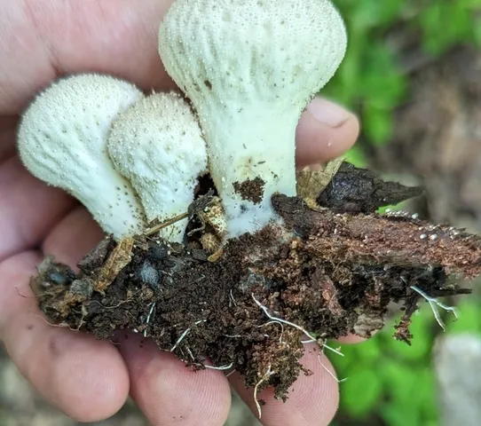 Common Puffball (Lycoperdon perlatum)