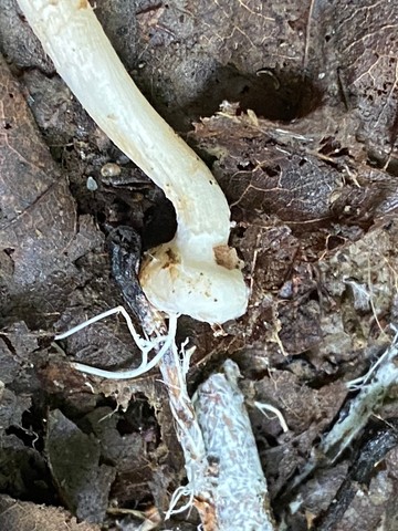 Wrinkled Fieldcap (Agrocybe rivulosa)