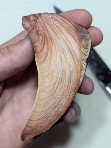 Beefsteak Fungus (Fistulina americana)
