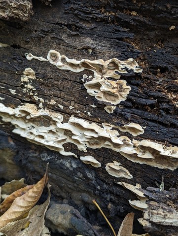 Smoky Polypore (Bjerkandera adusta)