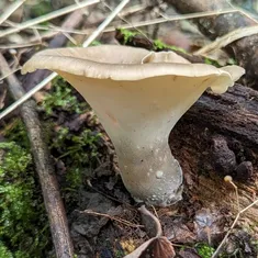 Bay Polypore