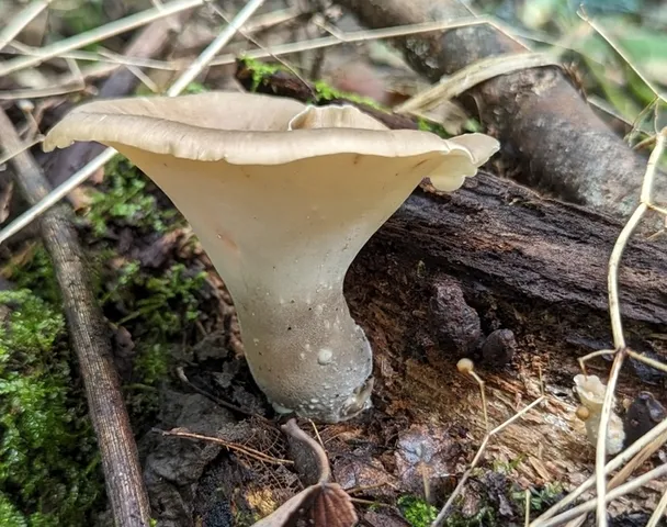 Picipes badius