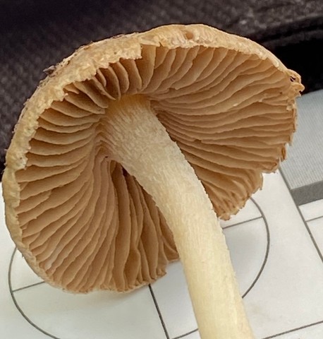 null (Inocybe velicopia)