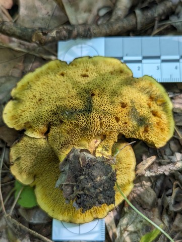 Ash-tree Bolete (Boletinellus merulioides)