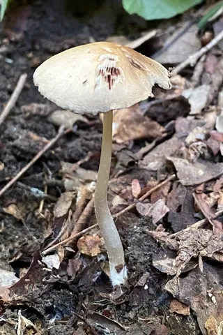 Pale Brittlestem (Candolleomyces candolleanus)