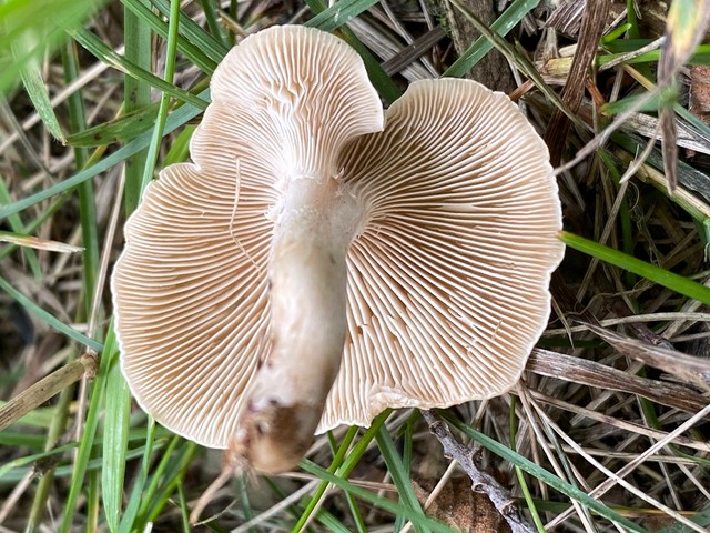 Fool's Funnel / Sweating Descender (Collibia 'rivulosa PNW07')