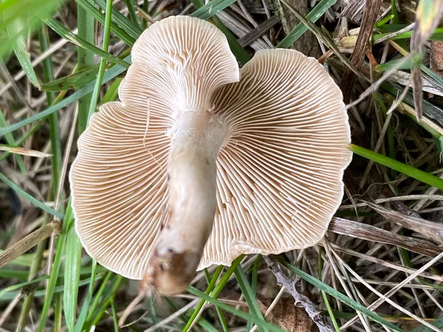 Fool's Funnel (Collybia 'rivulosa PNW07')