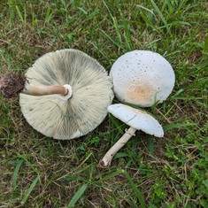 Green-spored Parasol