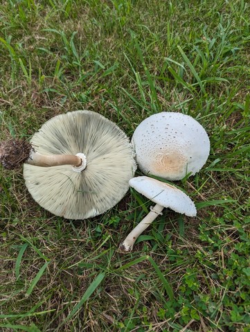 Green-spored Parasol (Chlorophyllum molybdites)