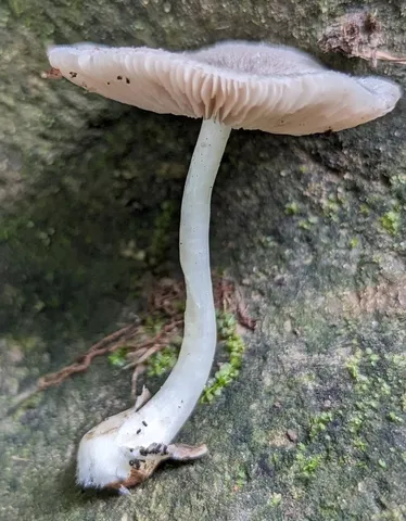 Volvariella sp-IN03