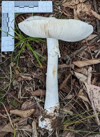 Garlic-Odored Death Cap (Amanita suballiacea)