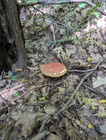 undefined (Hortiboletus sp-IN03)