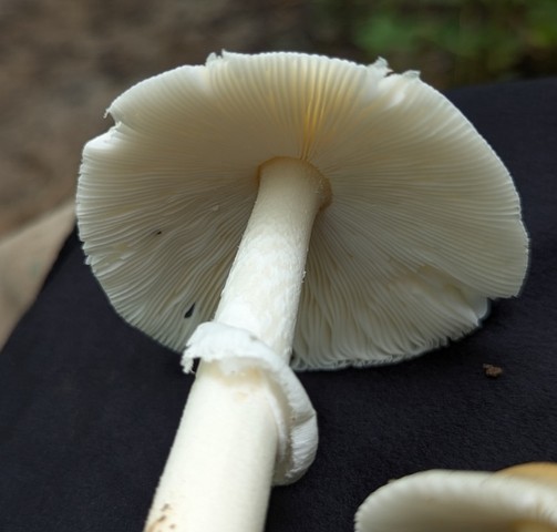 undefined (Amanita Sect. Caesareae sp.)